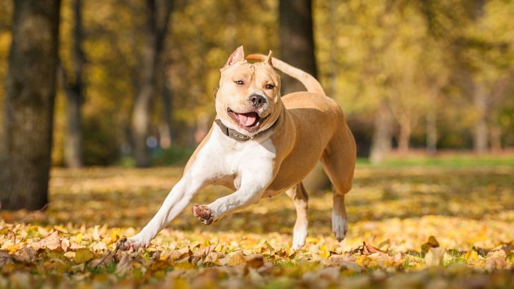 American Staffordshire Terrier
