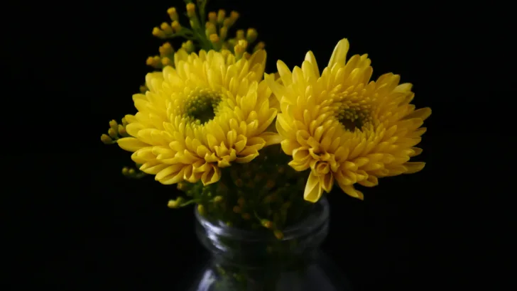 Chrysanthemum