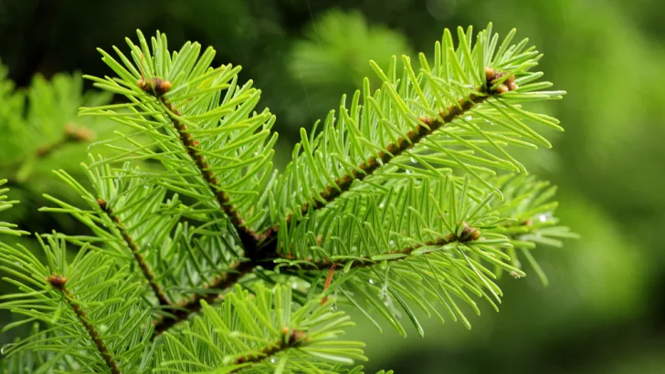 Douglas fir