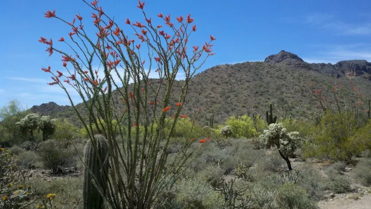 Ocotillo