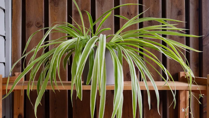 Spider Plant