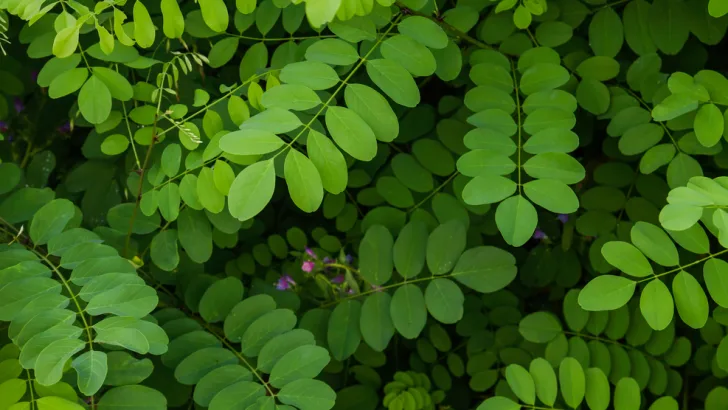 Black locust