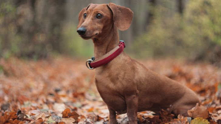 Dachshund