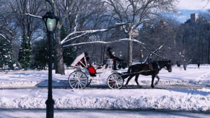 Horse drawn carriage ride