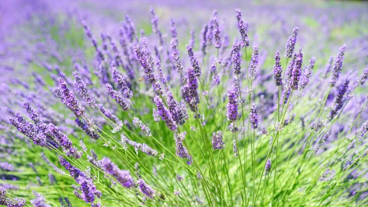 Lavender