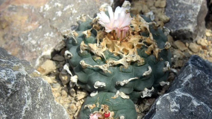 Peyote Cactus