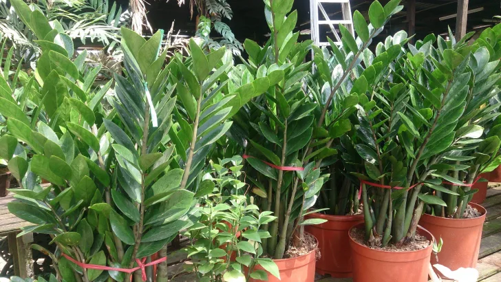 ZZ Plant