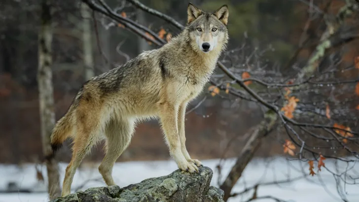 Animal