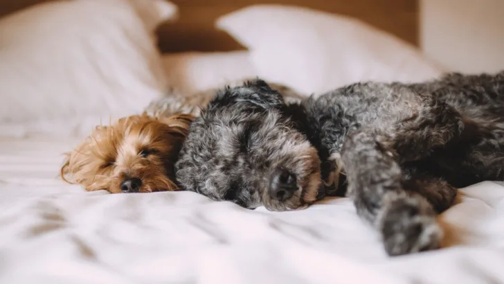 Dogs sleep