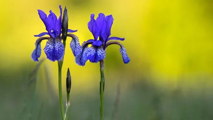 Iris