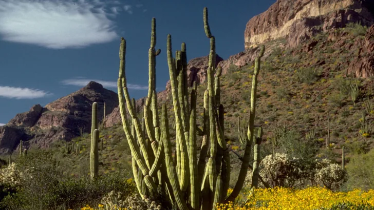 Organ Pipe Cactus
