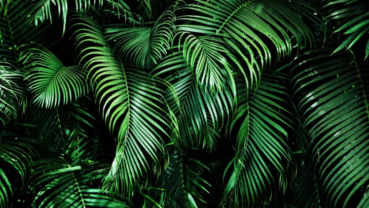 Palm