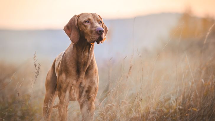 Vizsla