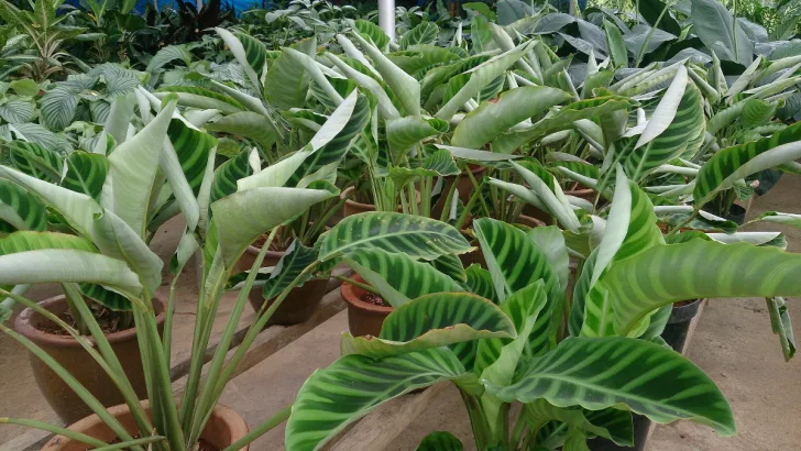 Zebra Plant