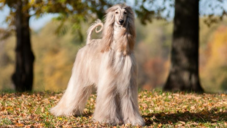 Afghan Hound