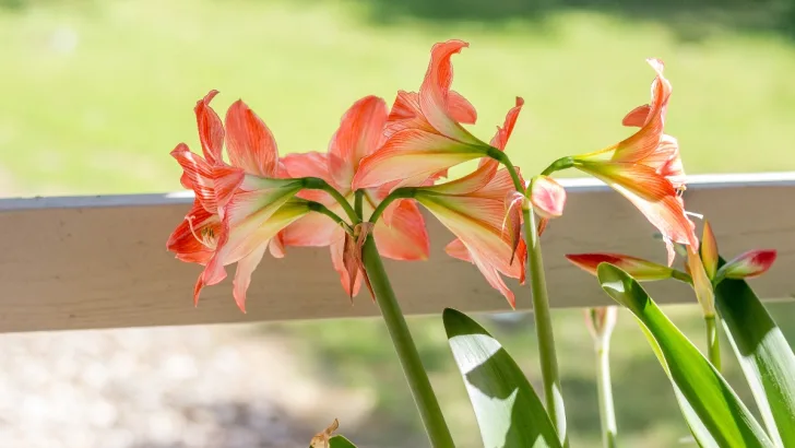 Amaryllis