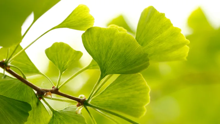 Ginkgo