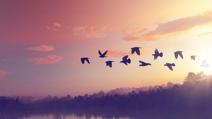 No bird can fly backward