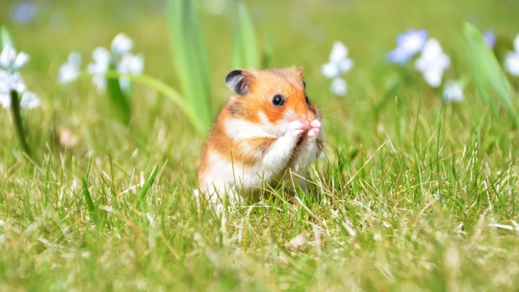 Pet hamster