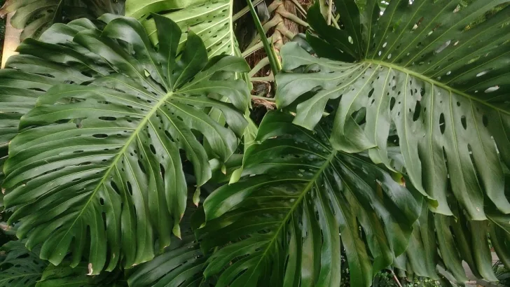 Swiss Cheese Plant