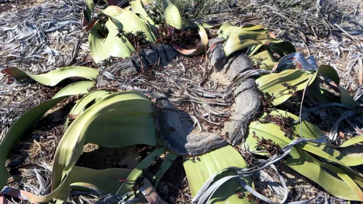 Welwitschia Mirabilis
