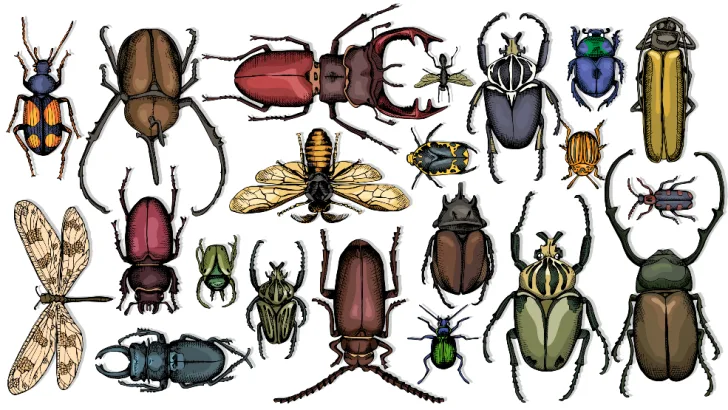 Insects
