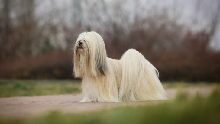 Lhasa Apso