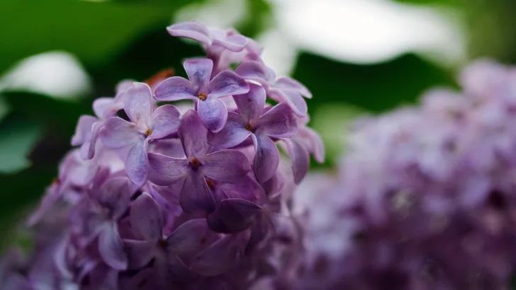 Lilacs