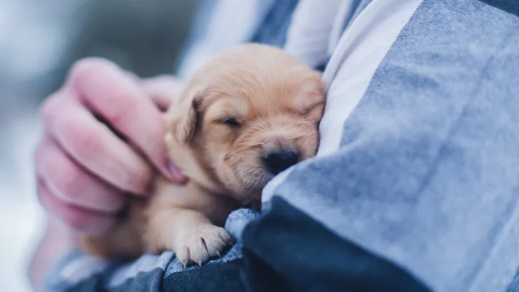 Puppy