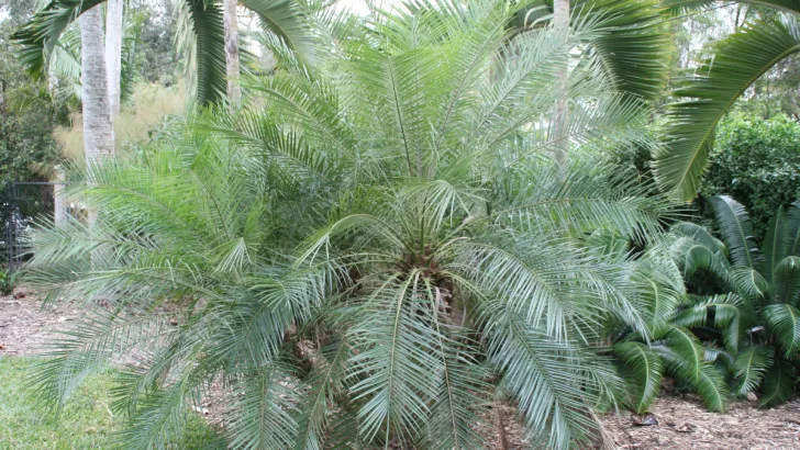Pygmy Date Palm