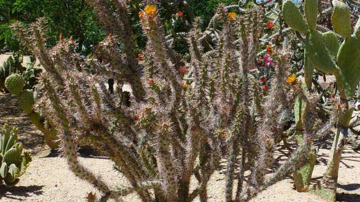 Buckhorn Cholla