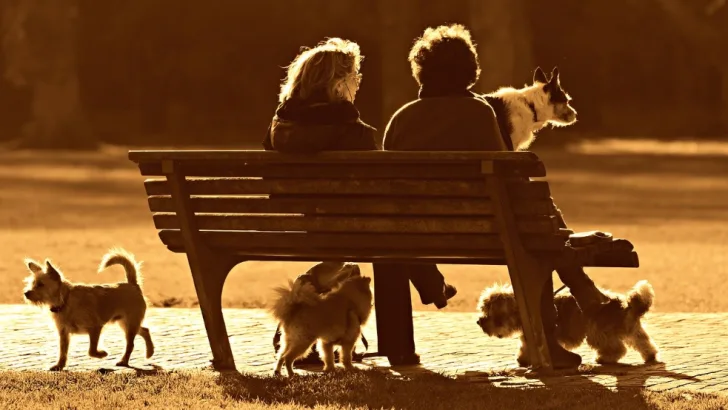 Dog park