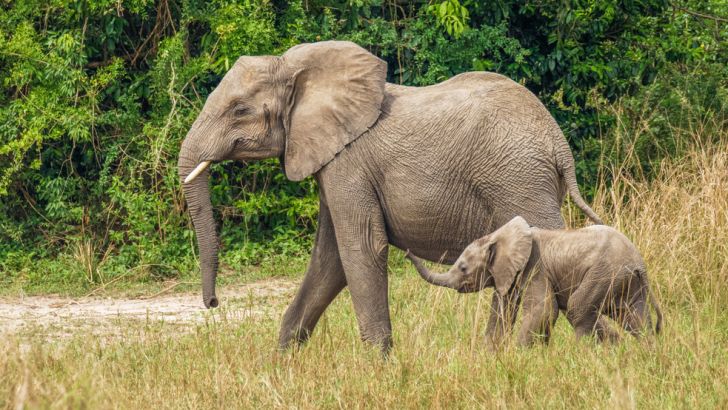 Elephants