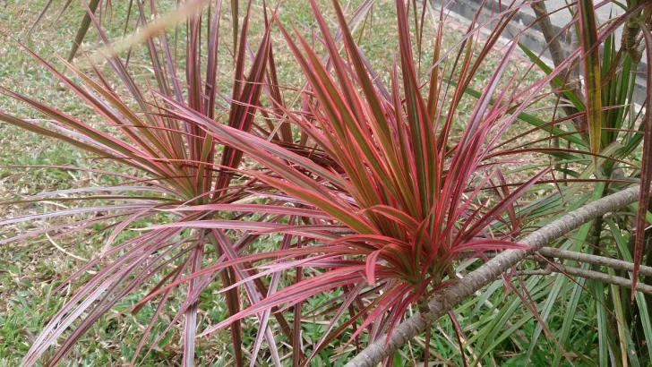 Madagascar Dragon Tree