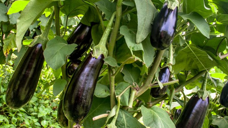 Eggplant
