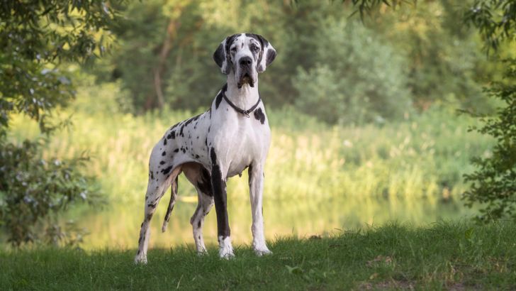Great Dane