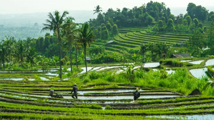Rice Fields