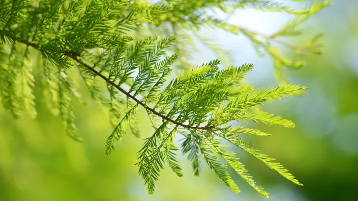 Bald cypress