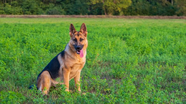 German Shepherd