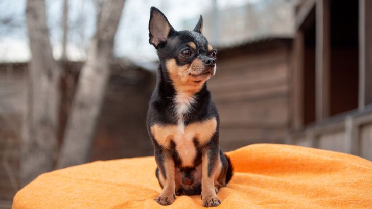 Chihuahua