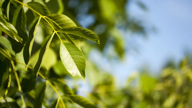 Black walnut