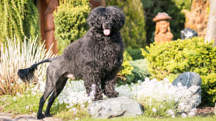 Portuguese Water Dog