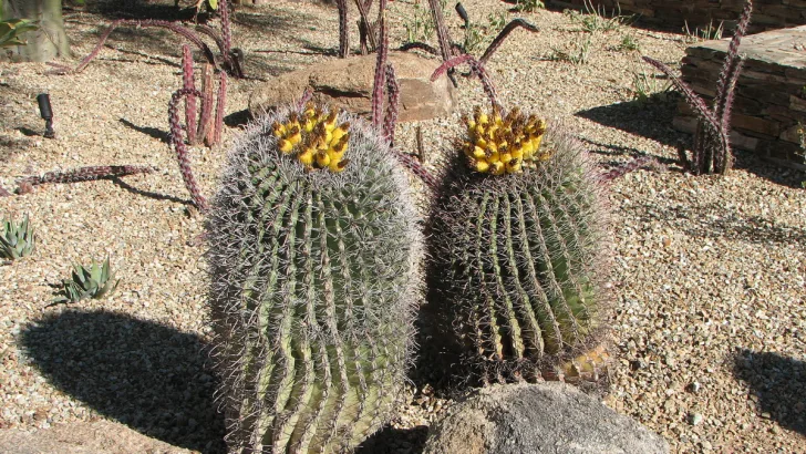 Barrel Cactus