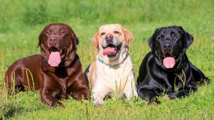 Labrador Retriever