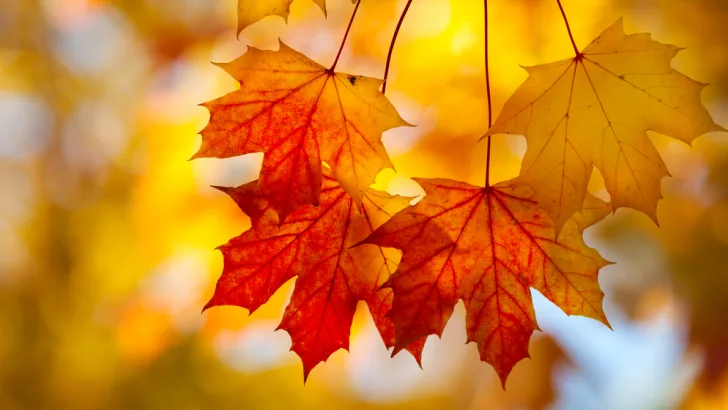 Sugar maple