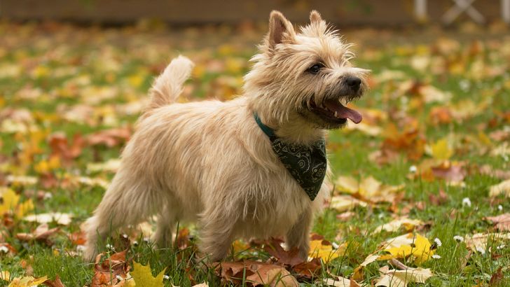 Cairn Terrier