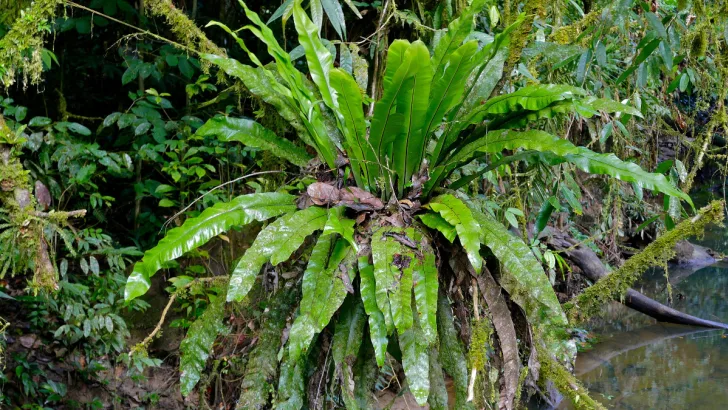 Bird's Nest Fern