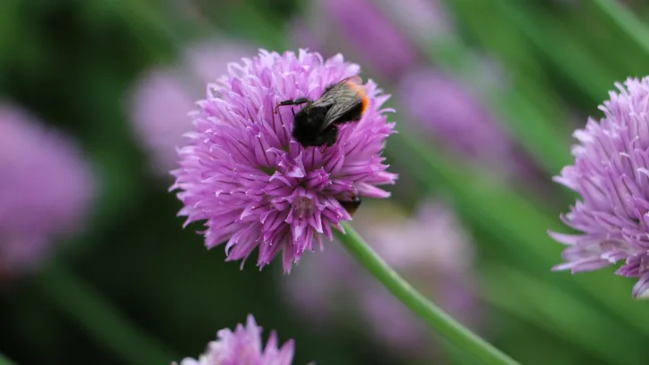 Chive