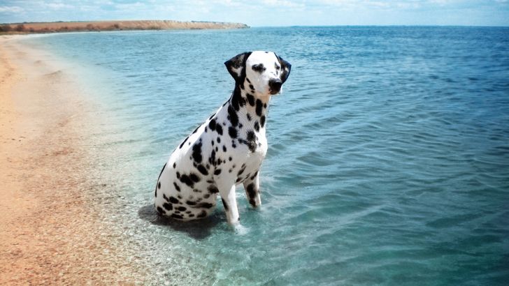 Dalmatian