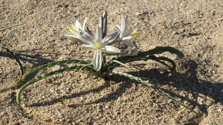 Desert Lily